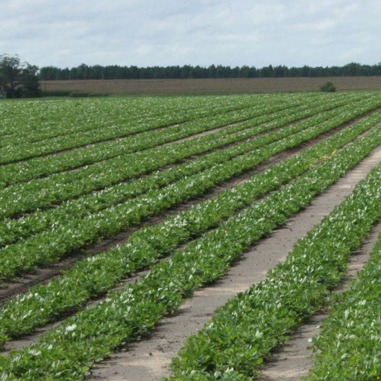 Peanut growers encouraged not to increase acreage